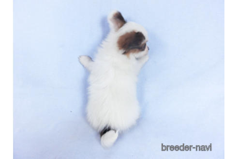 成約済の千葉県のパピヨン-160004の2枚目